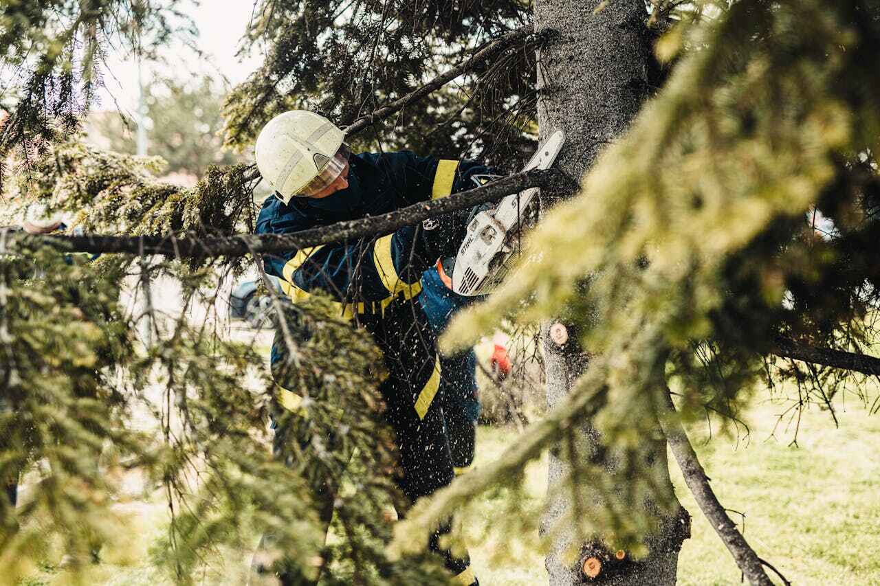 Best Tree Care Services  in USA